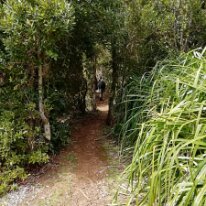 IMG_20191016_150918 16/10/2019 - Patricio et ses frères ont mis deux mois pour aménager des chemins, lesquels servent plus souvent à leurs vaches qu'aux clients du camping....